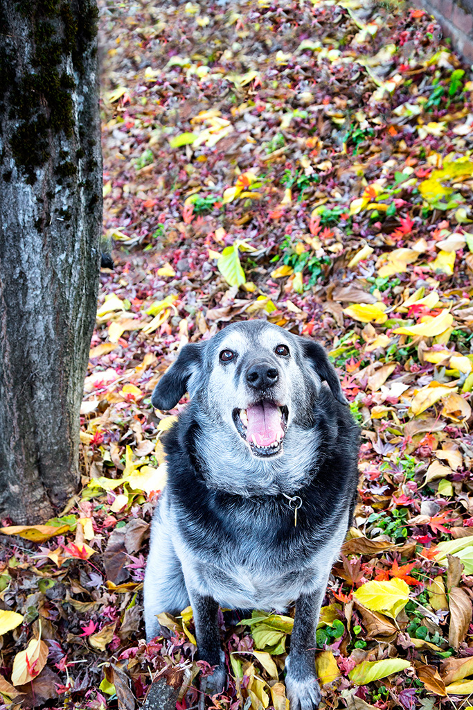 Obie in the colorful leaves
